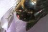 Chelostoma rapunculi